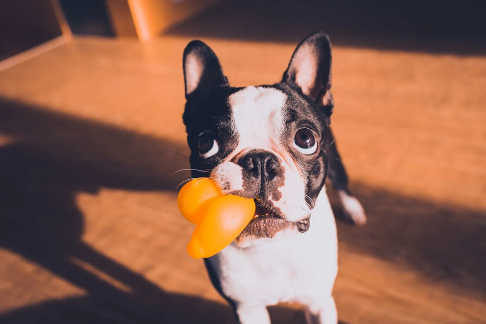 boston terrier dog with toy in his mouth