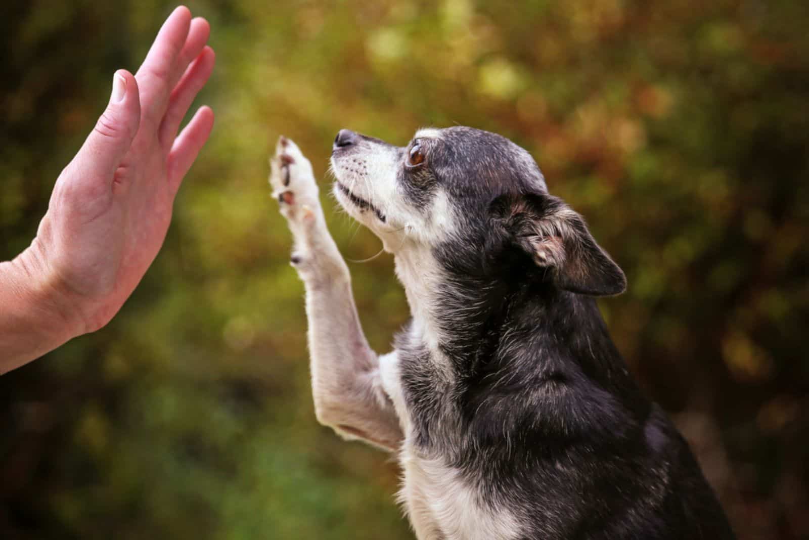 chihuahua dog giving a high five to his owner
