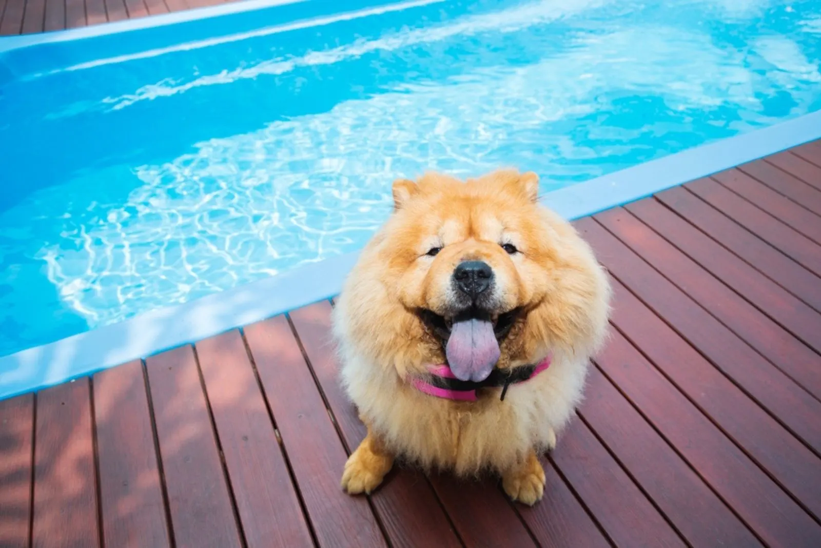 chow chow dog sitting beside swimming pool