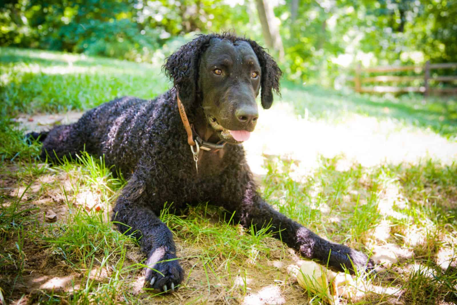curly-coated retriever lying on the grass
