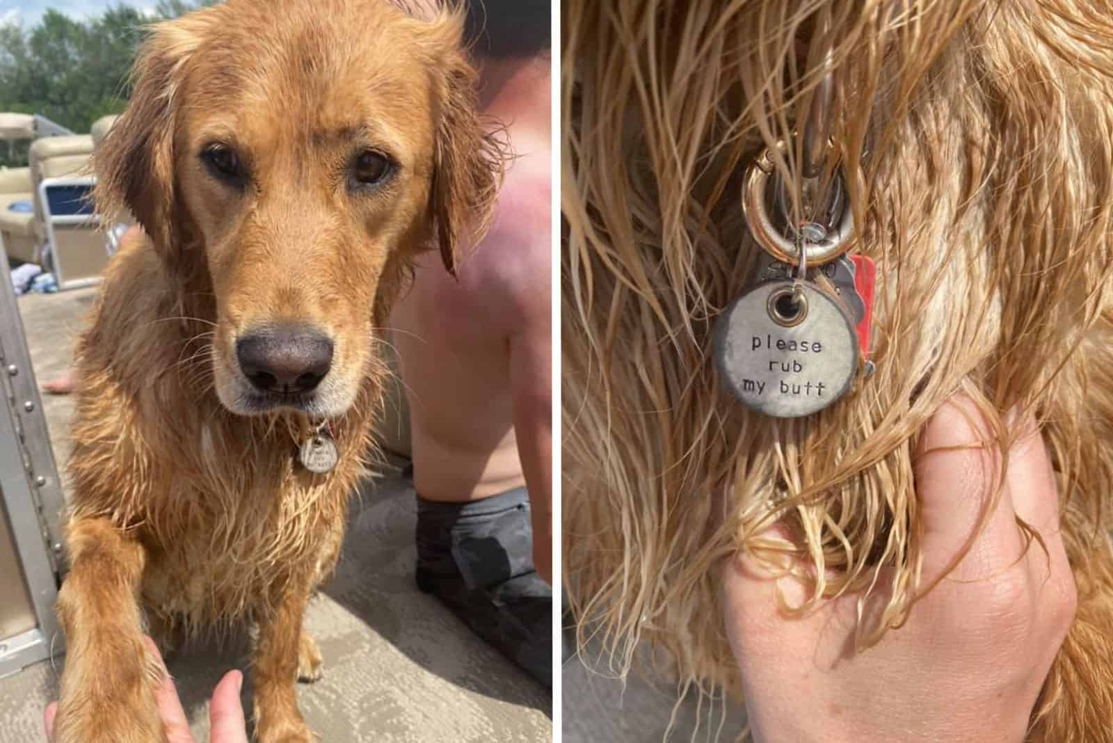 cute bathed dog