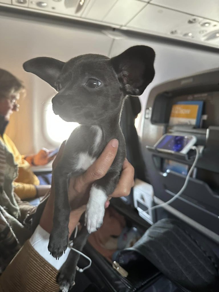 cute chihuahua in man's hand