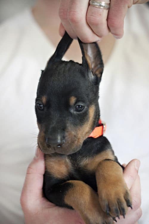 cute doberman puppy with big ears