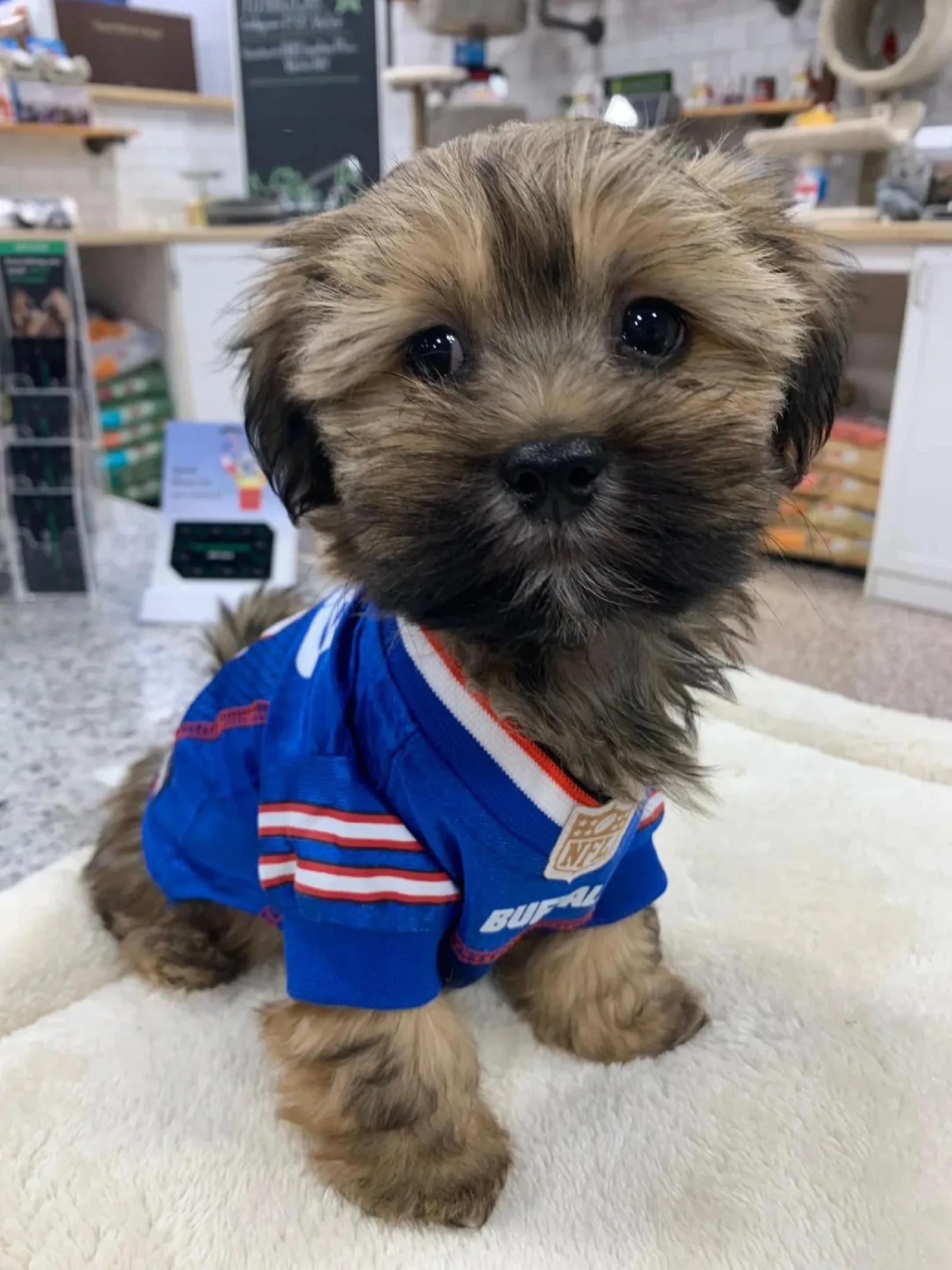 cute dog wearing sport shirt