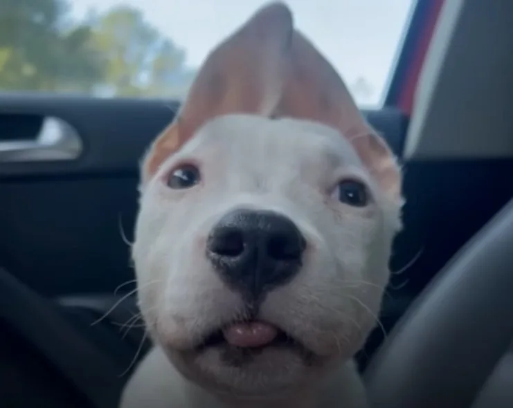 cute dog in the car