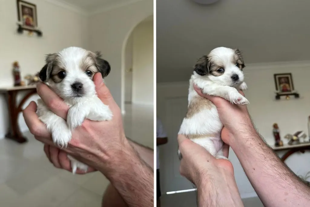cute dog in the hands of a man