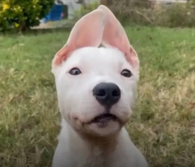cute dog with bunny ears on the meadow