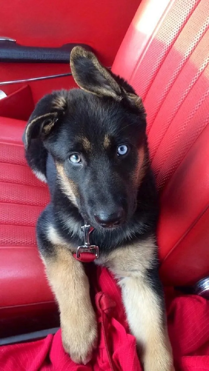 cute german shepherd puppy with blue eyes