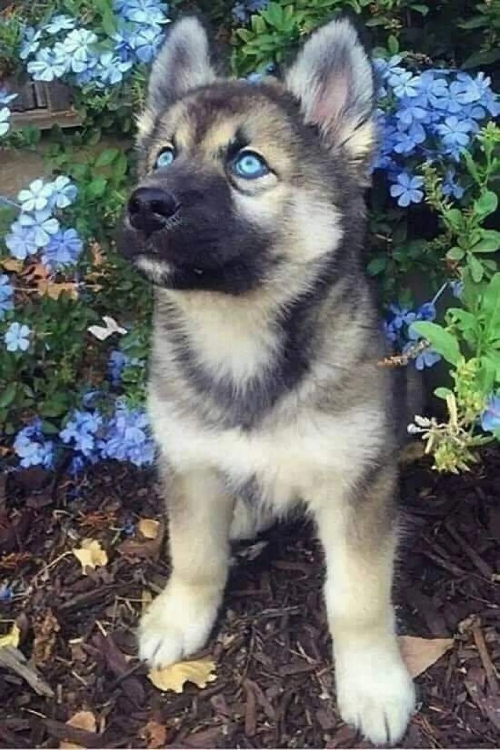 cute german shepherd puppy with blue eyes in the garden