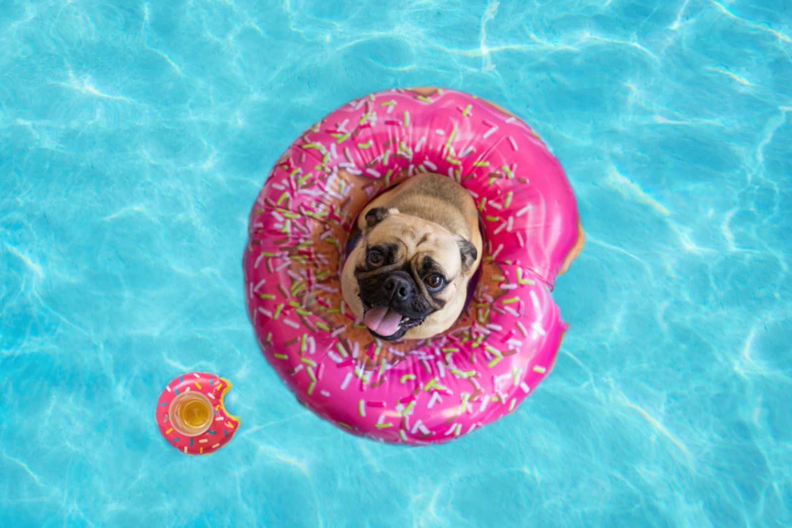 cute pug floating in a swimming pool with a pink donut swim ring
