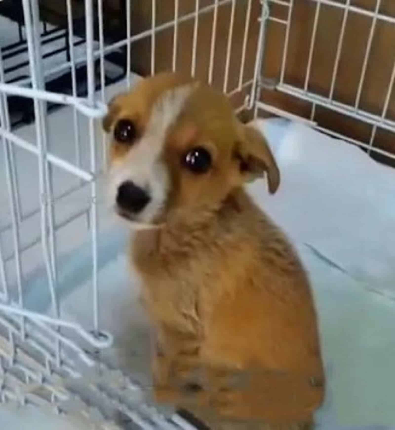 cute puppy sitting in a crate