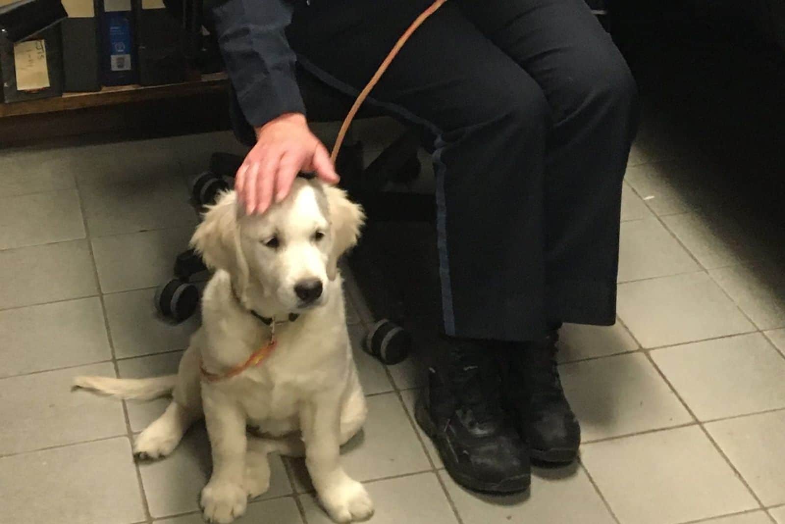 cute white puppy cuddled by man
