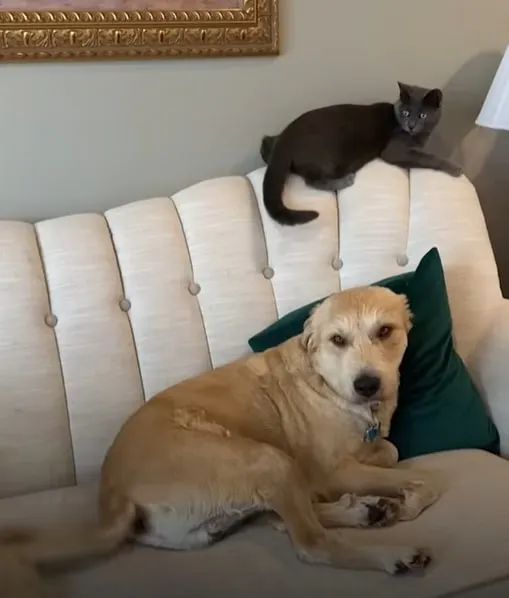 dog and a cat on the couch