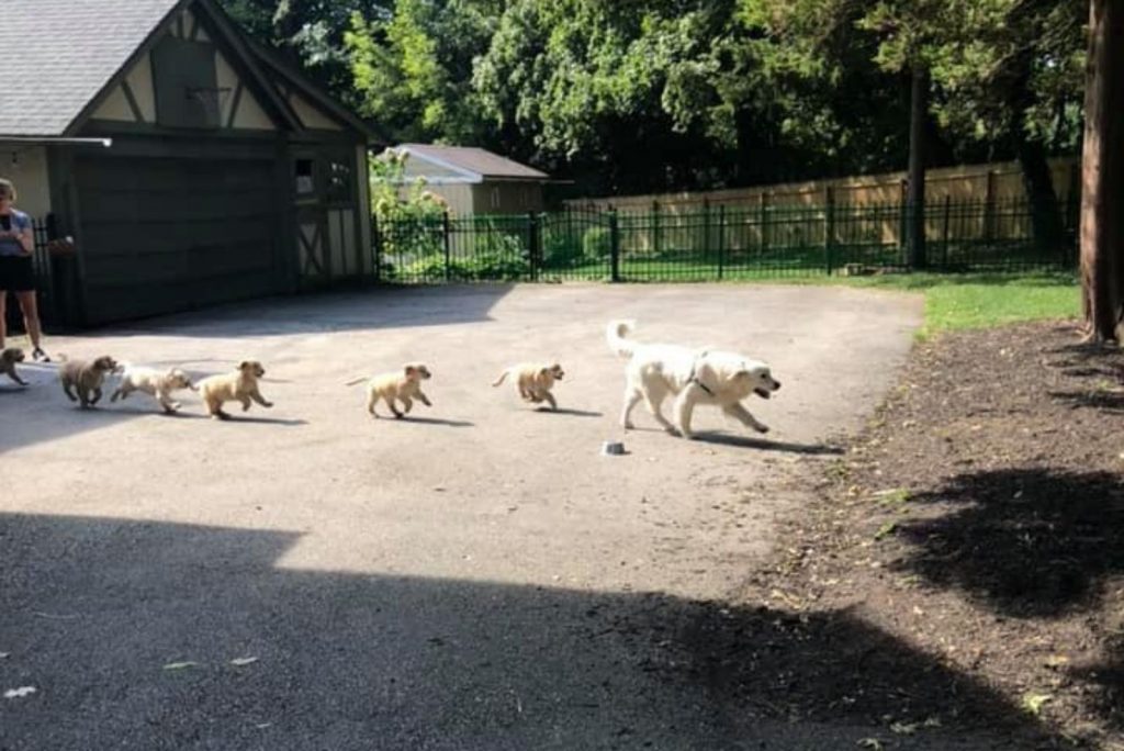 dog and his cute puppies