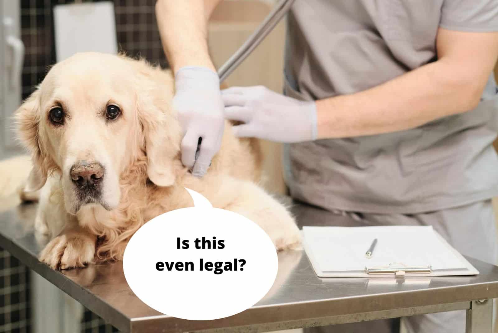 dog at vet lying on the table