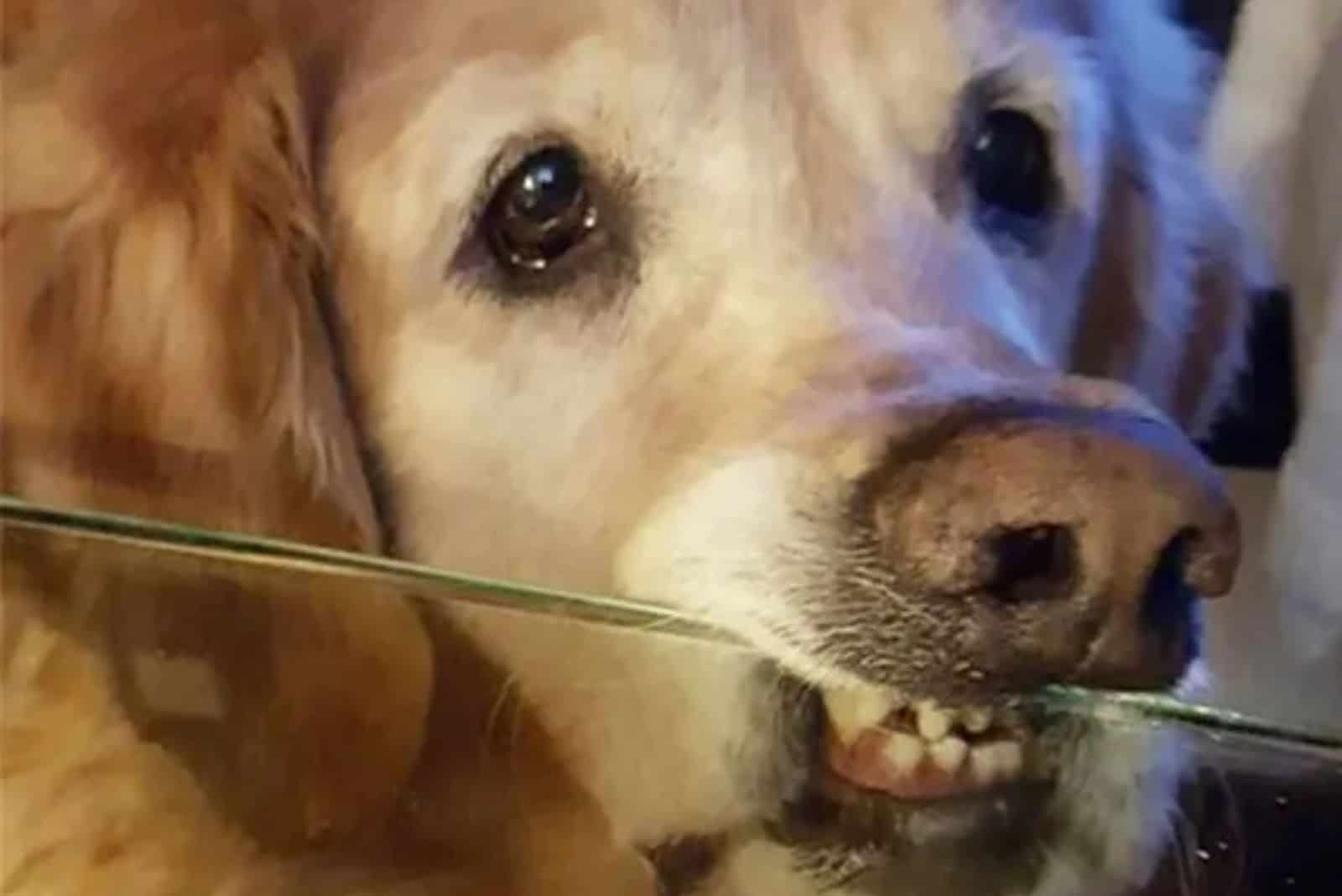 dog bitting coffee table made of glass
