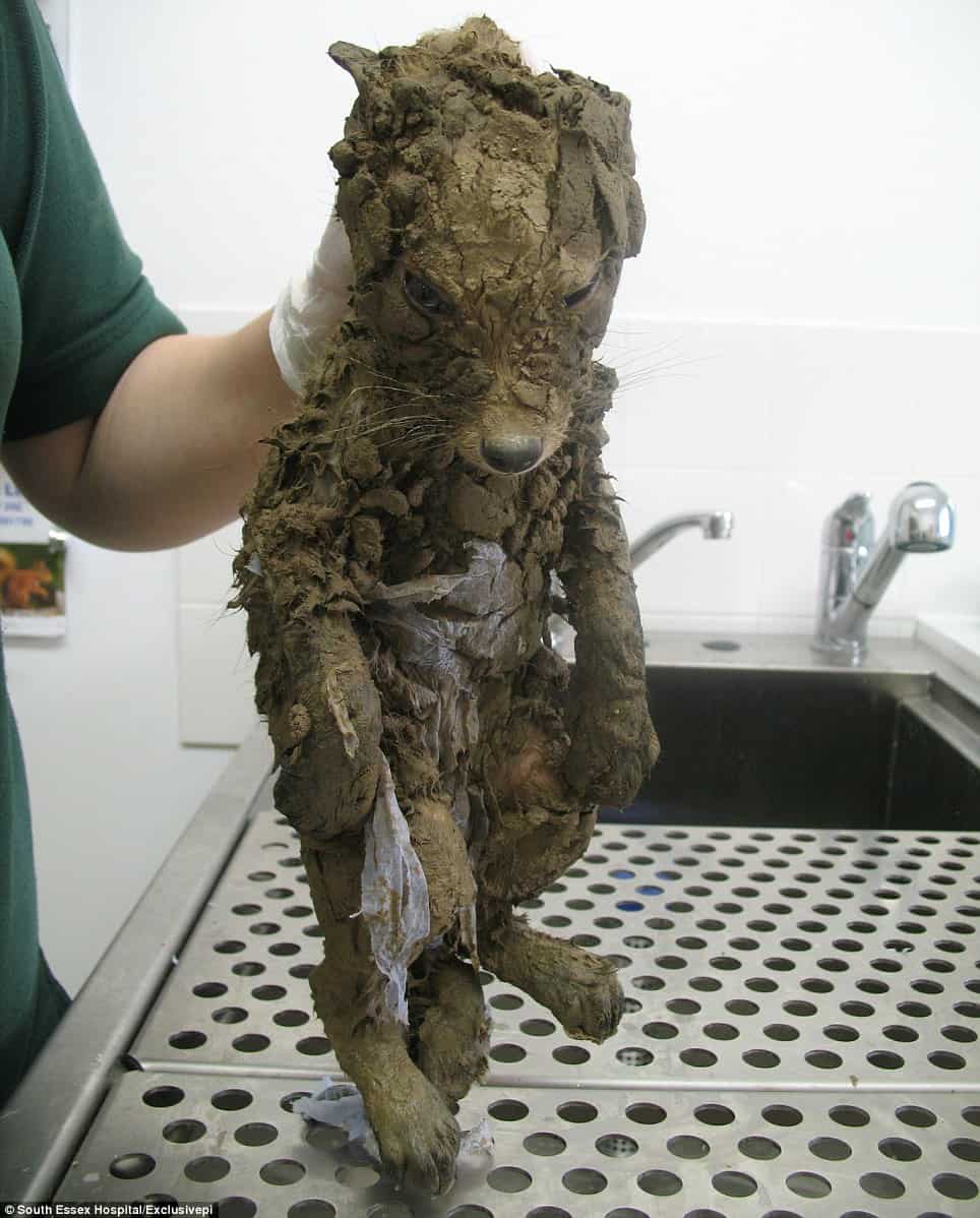 dog covered in mud
