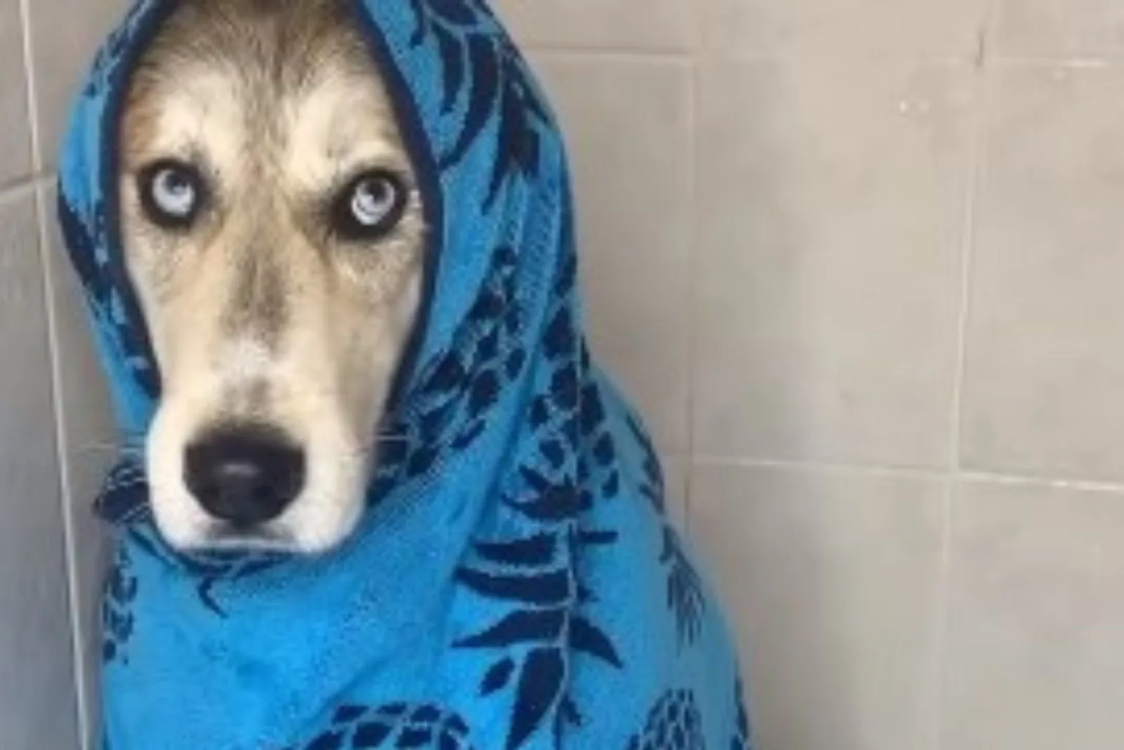 dog covered with a towel in a shower