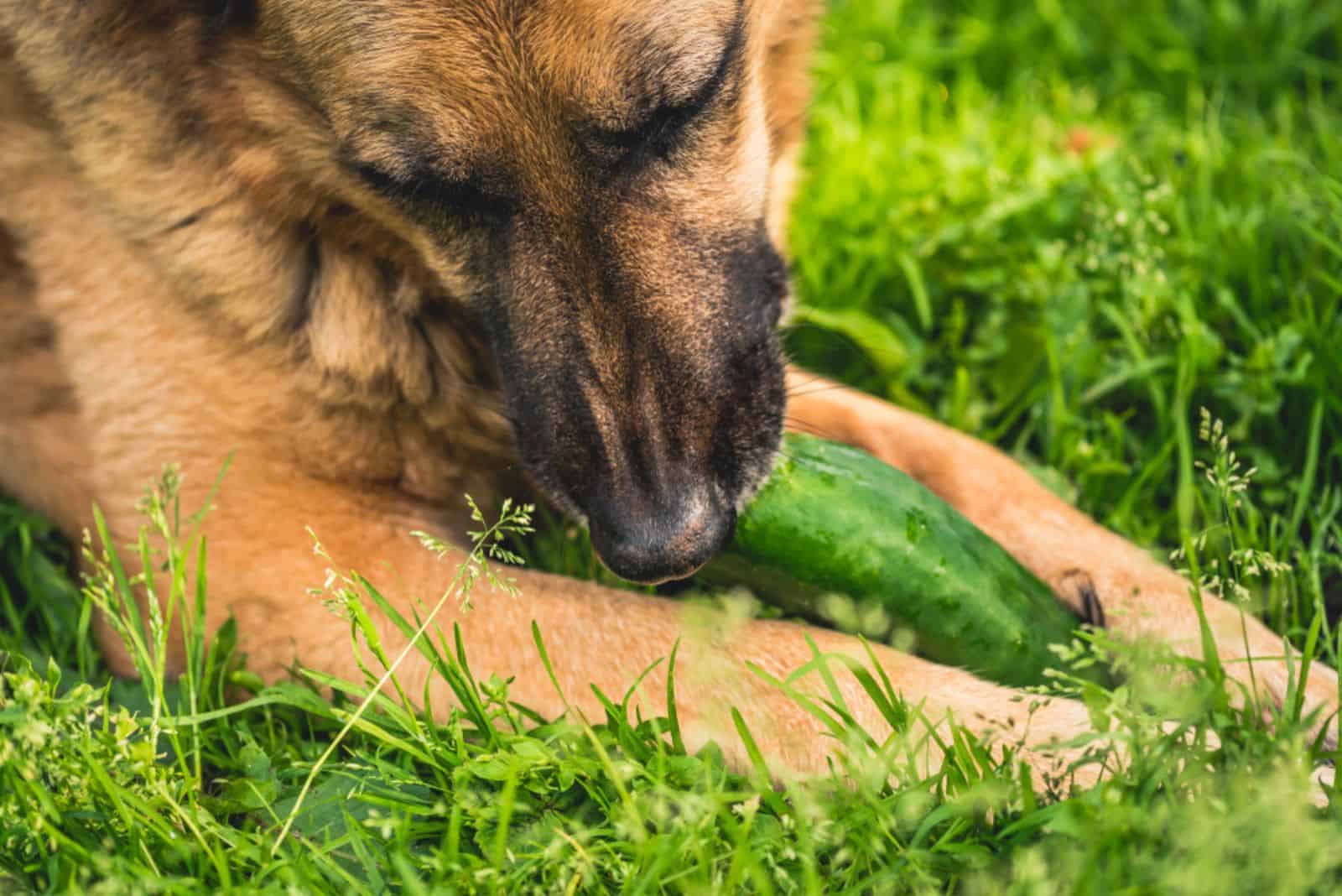 dog eating cucumber in summer