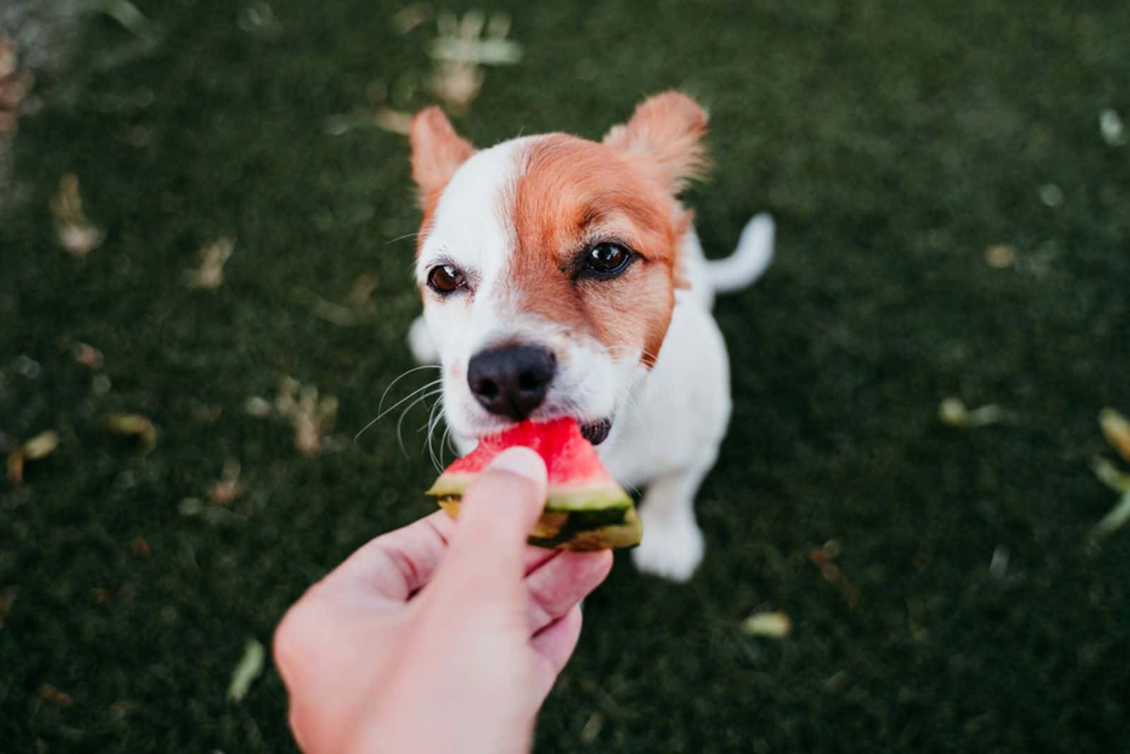 dog eating watermelon from owners hand