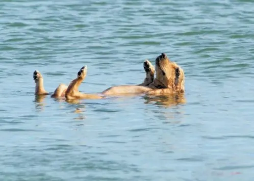 perro disfrutando en el agua