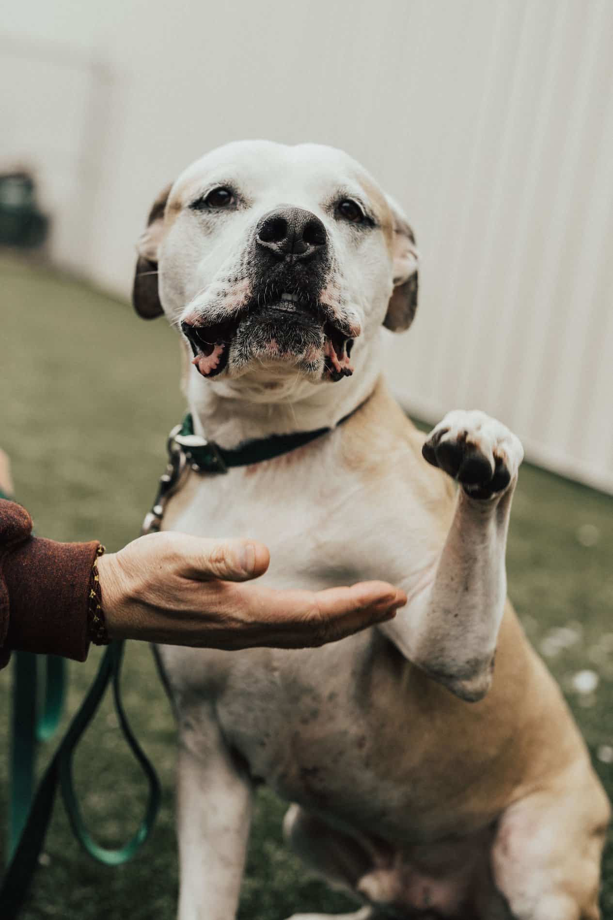 dog giving his paw to a man in the yard