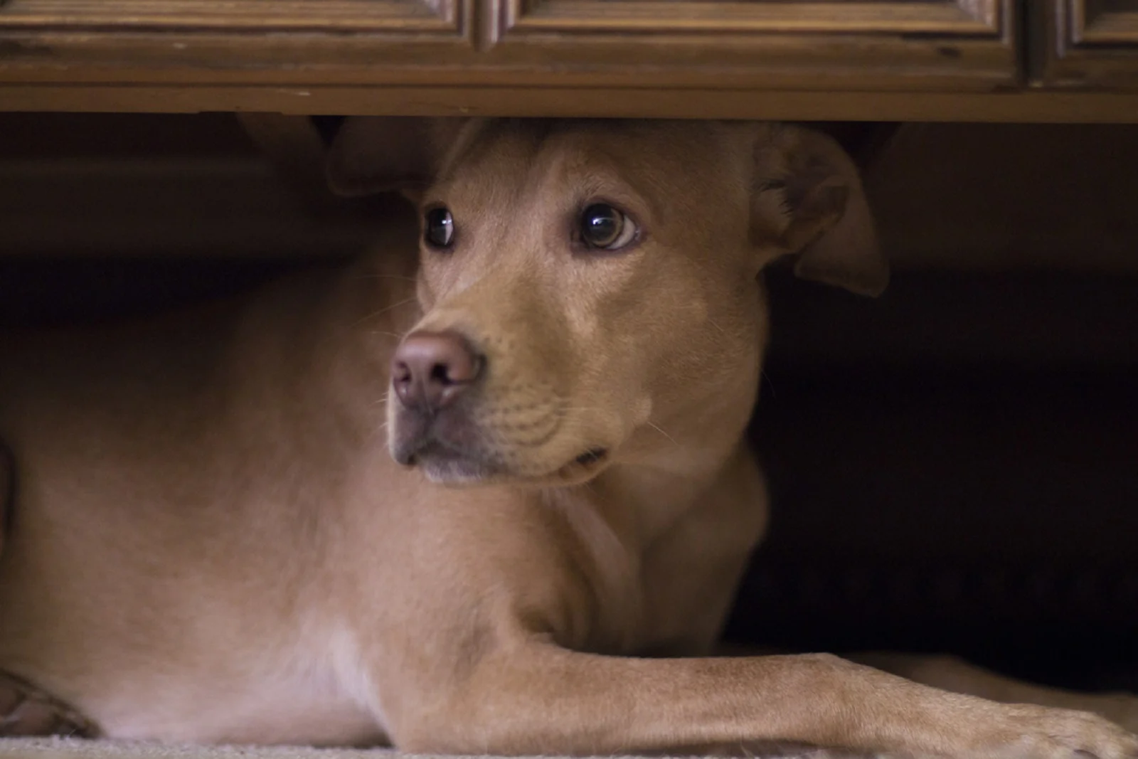 dog hides under coffee table scared from fireworks