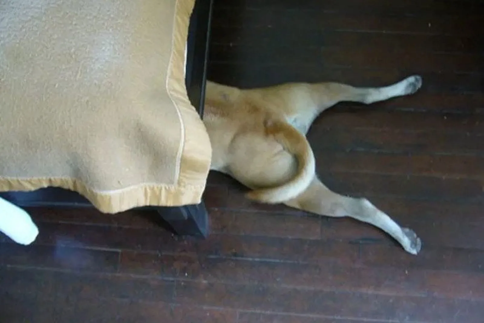 perro escondido debajo de la cama en la casa