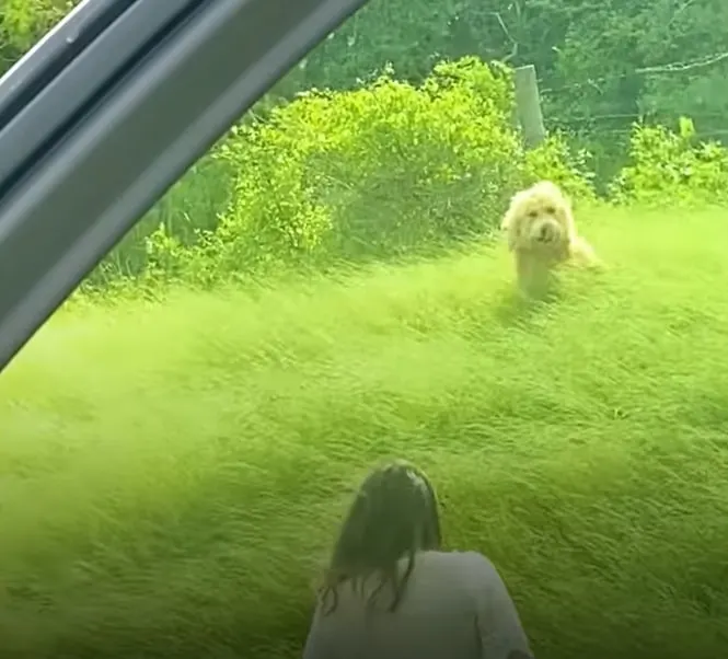 dog in a big grass
