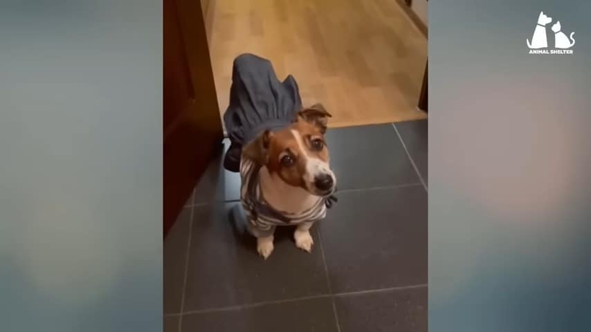 dog in cute outfit standing indoors