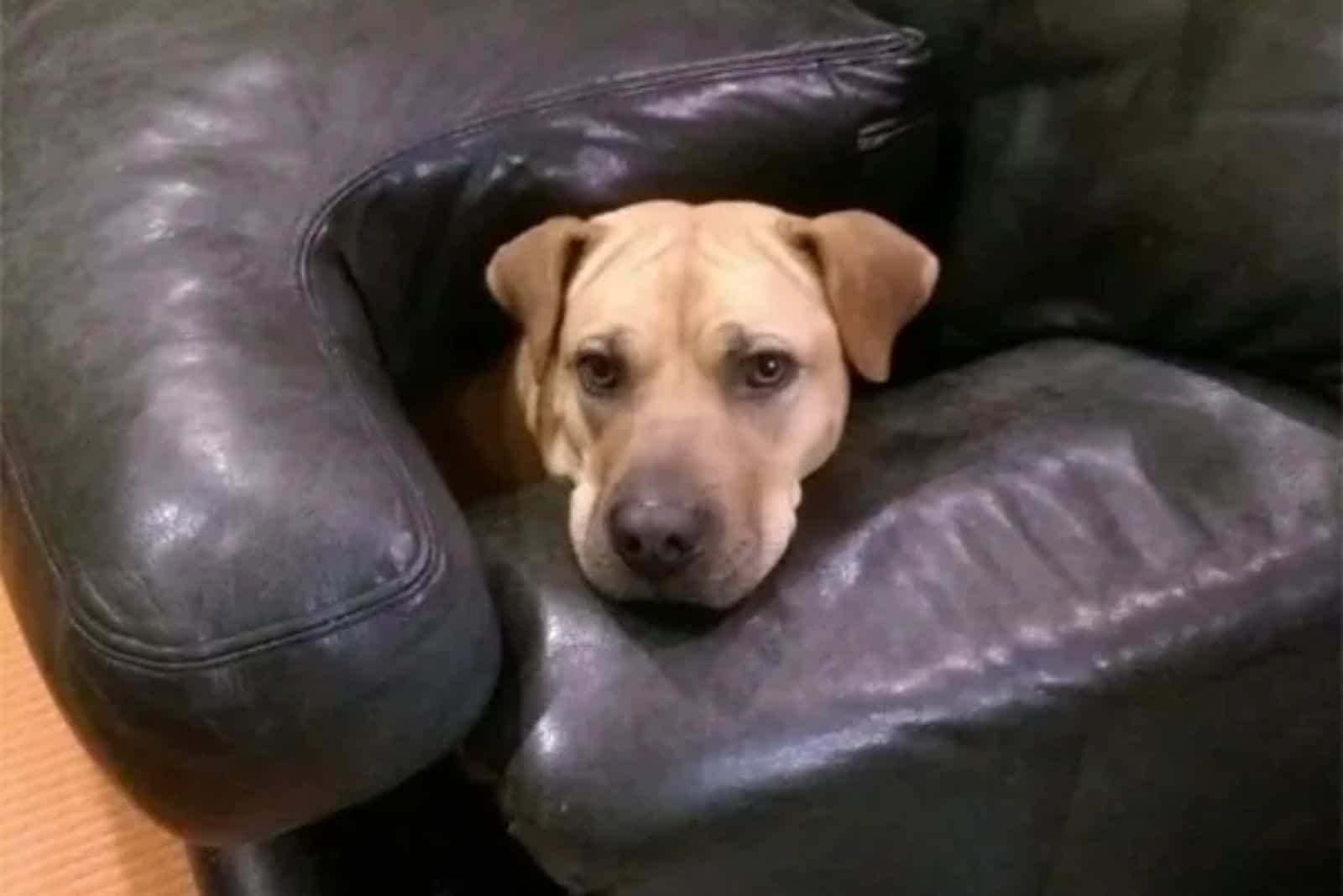 dog inside of couch looking into camera