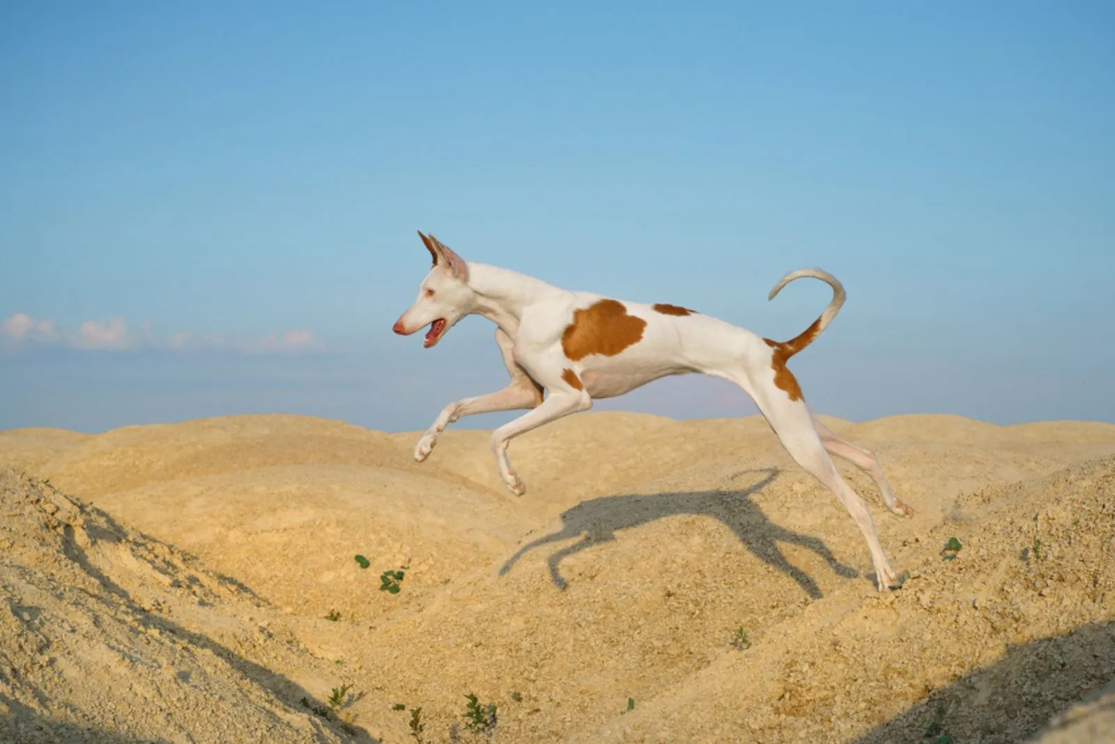 dog jumps through the sand dunes