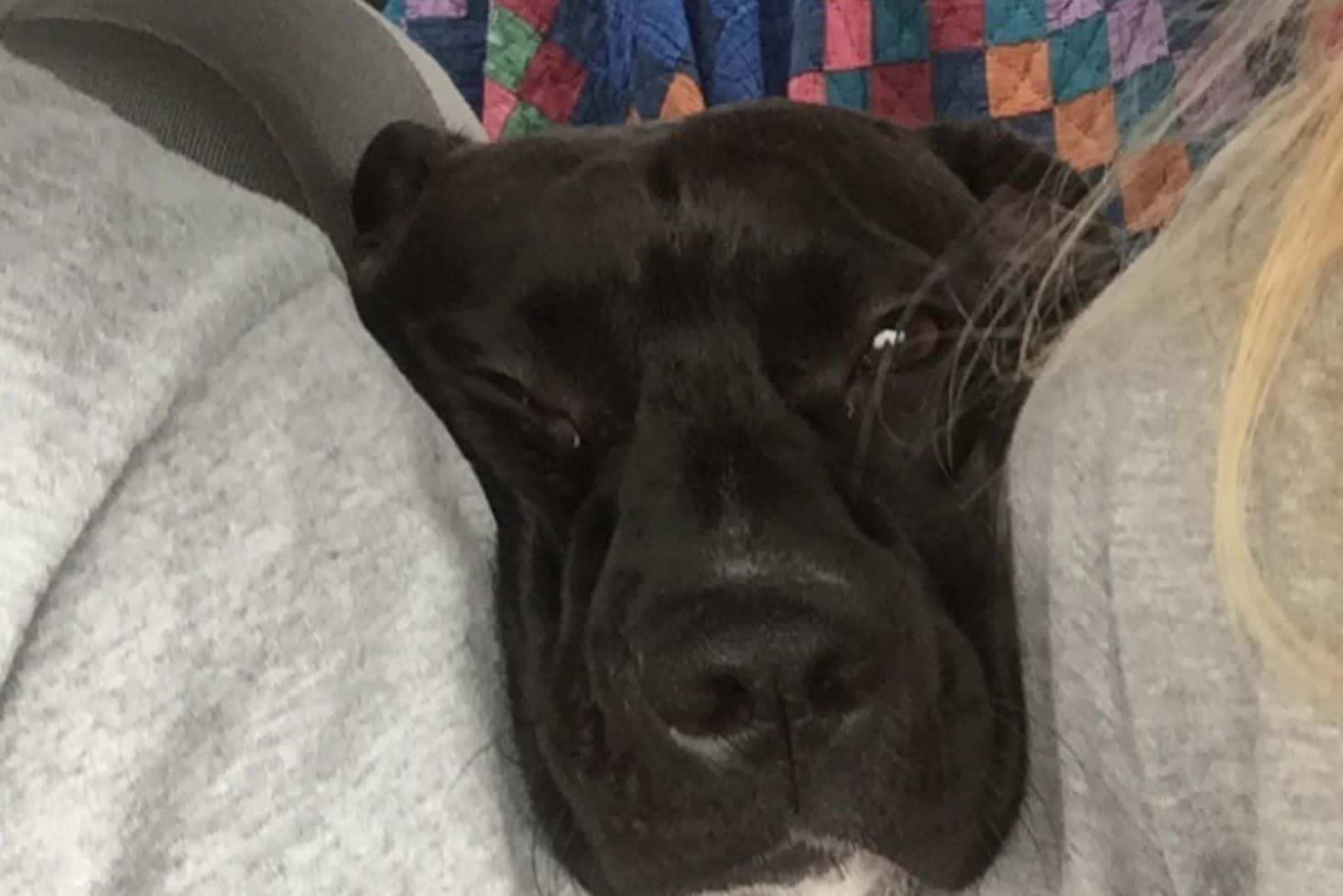 dog leaning his head between two persons on front seats in the car