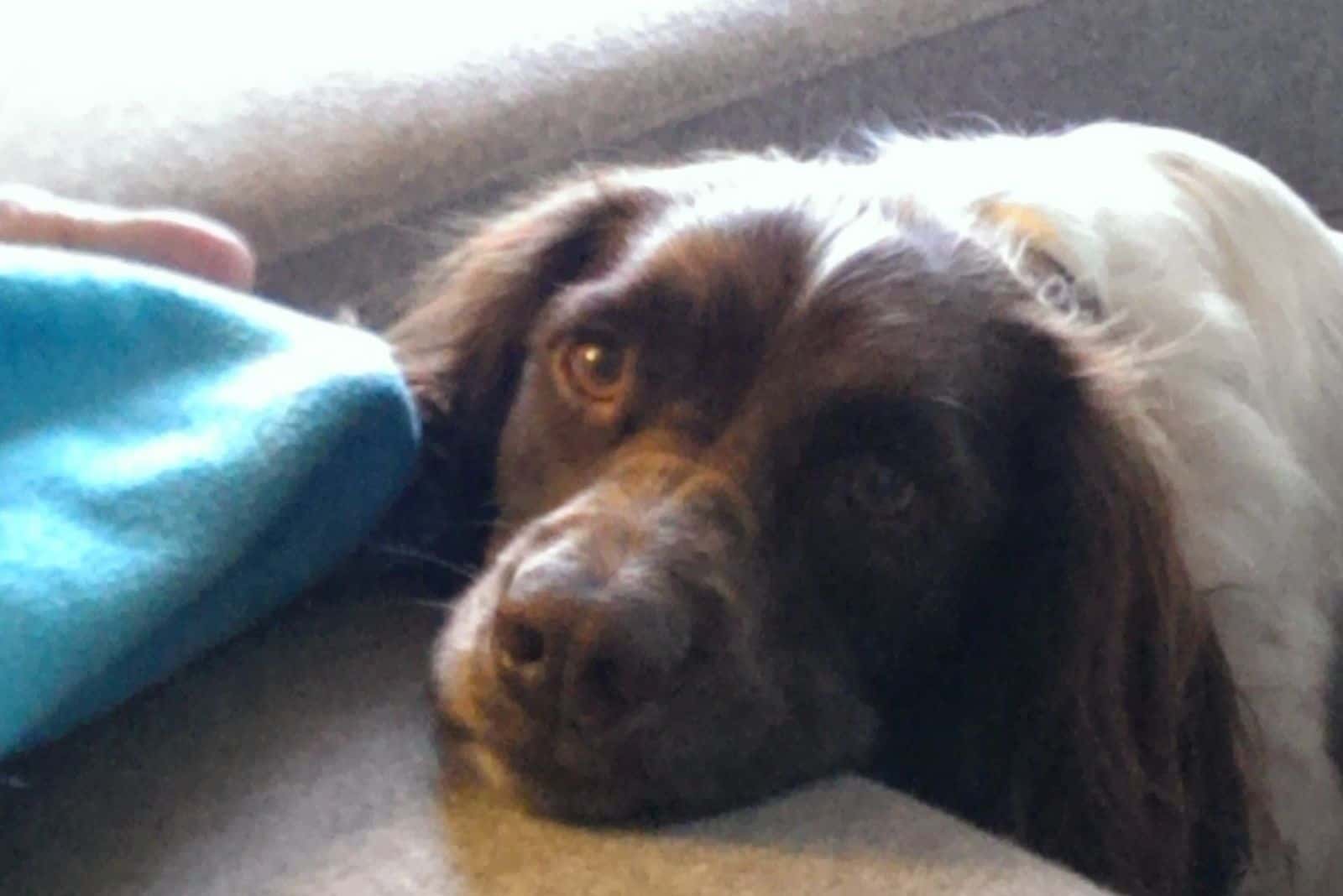 dog leaning his head on the sofa on the arm rest
