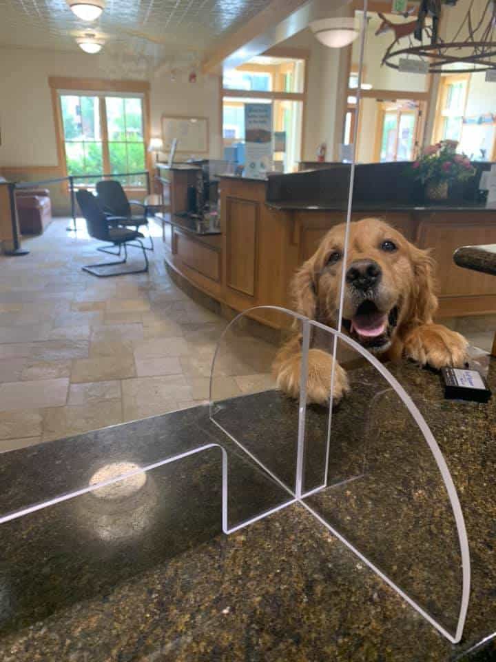 dog leaning on the bar