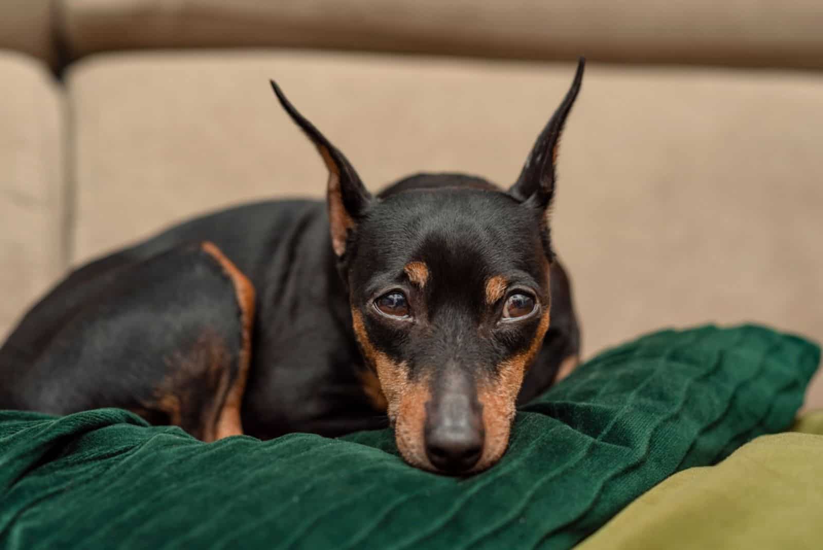 dog lies on the sofa on green pillow