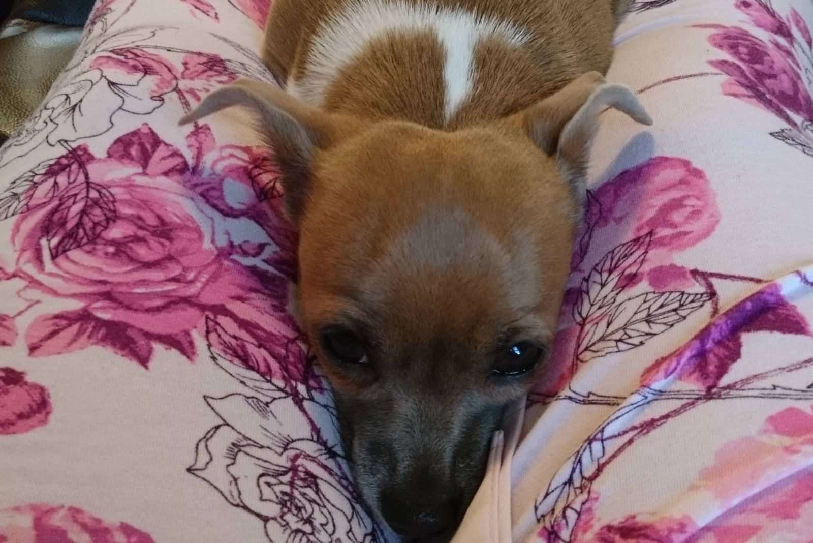 dog lying between his owner's legs and resting