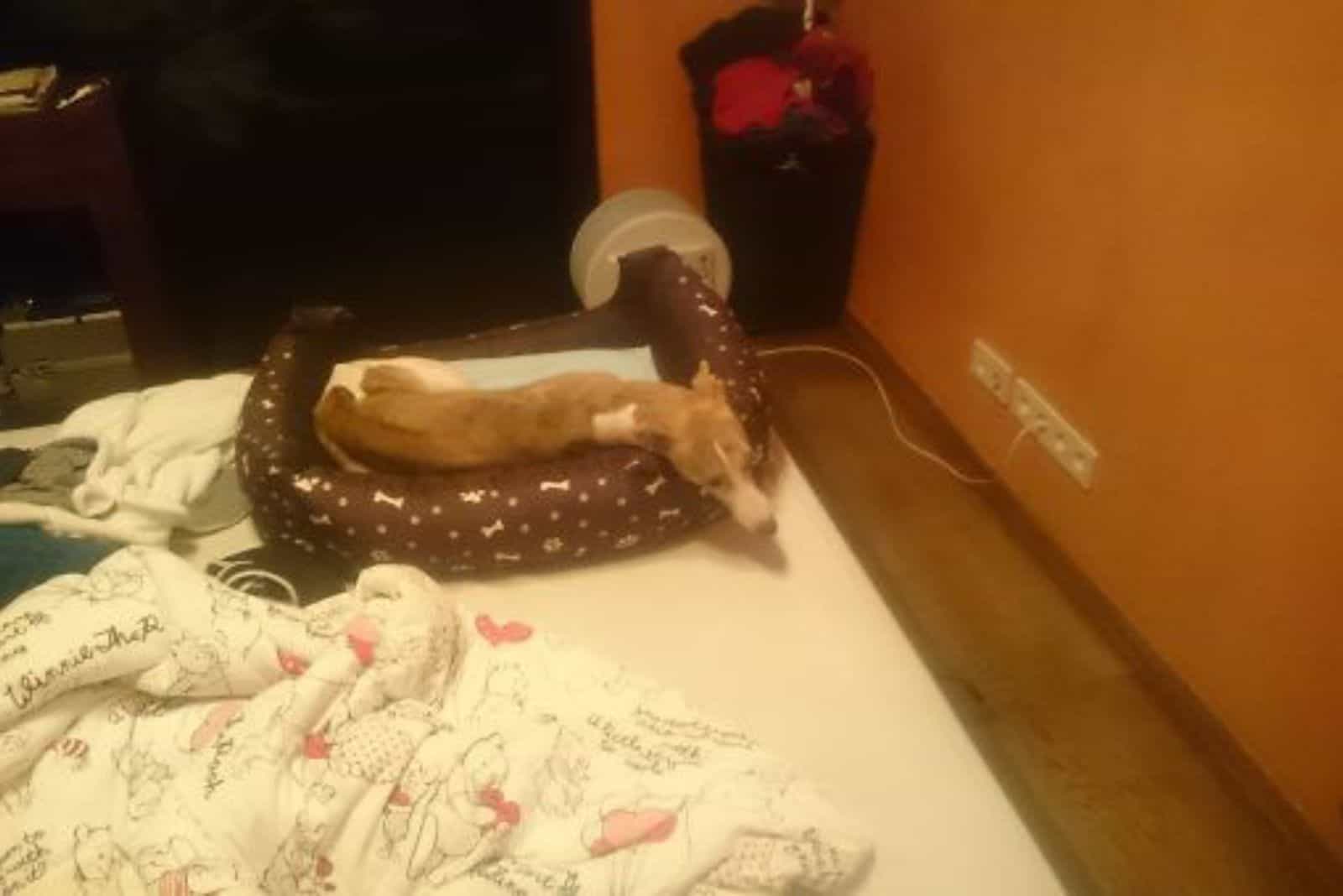 dog lying in his bed on a bed