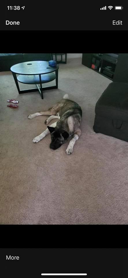 dog lying on the carpet in living room