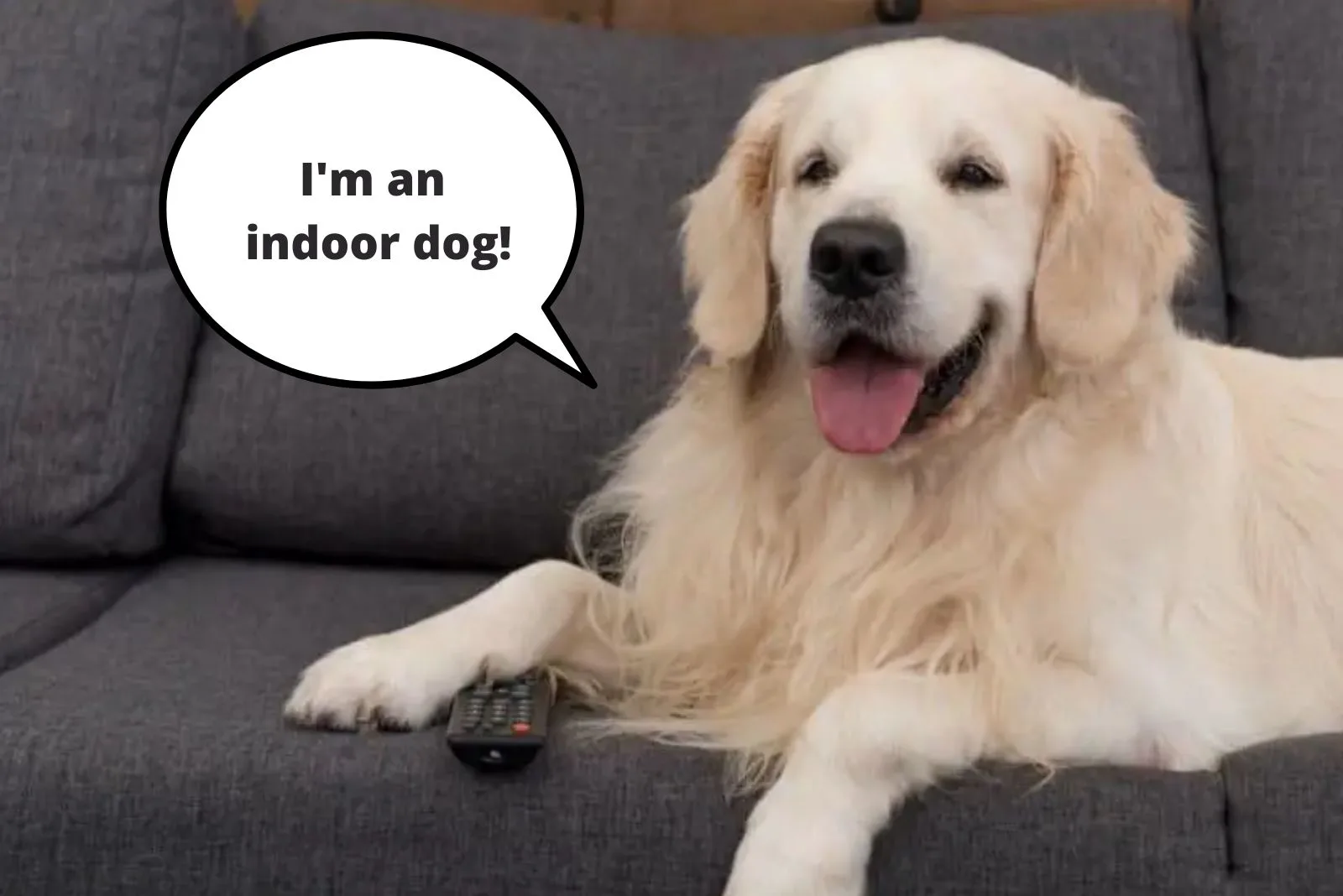 dog lying on the couch and touching remote controller