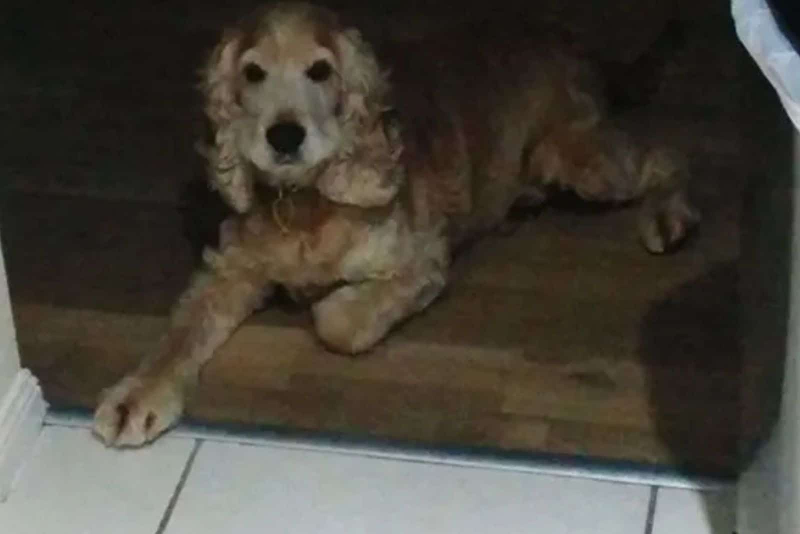 dog lying on the floor near the kitchen