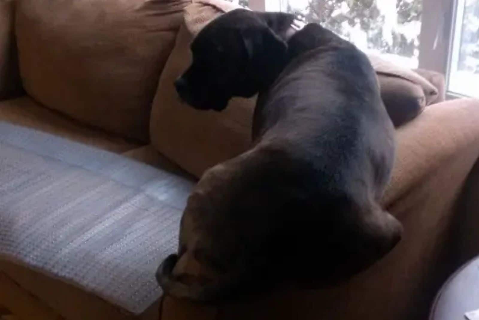 dog lying on the sofa on the arm rest