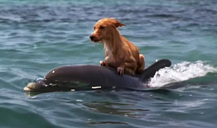 perro sobre el delfín en el agua