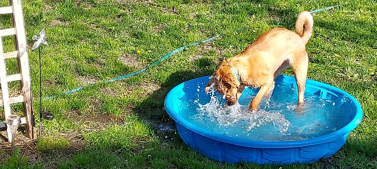 perro jugando en el agua en un día soleado