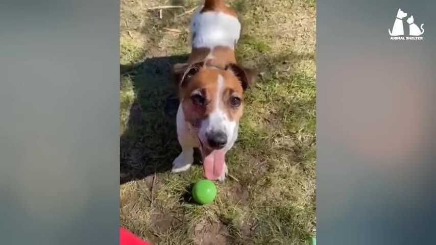 dog playing outdoors with a ball