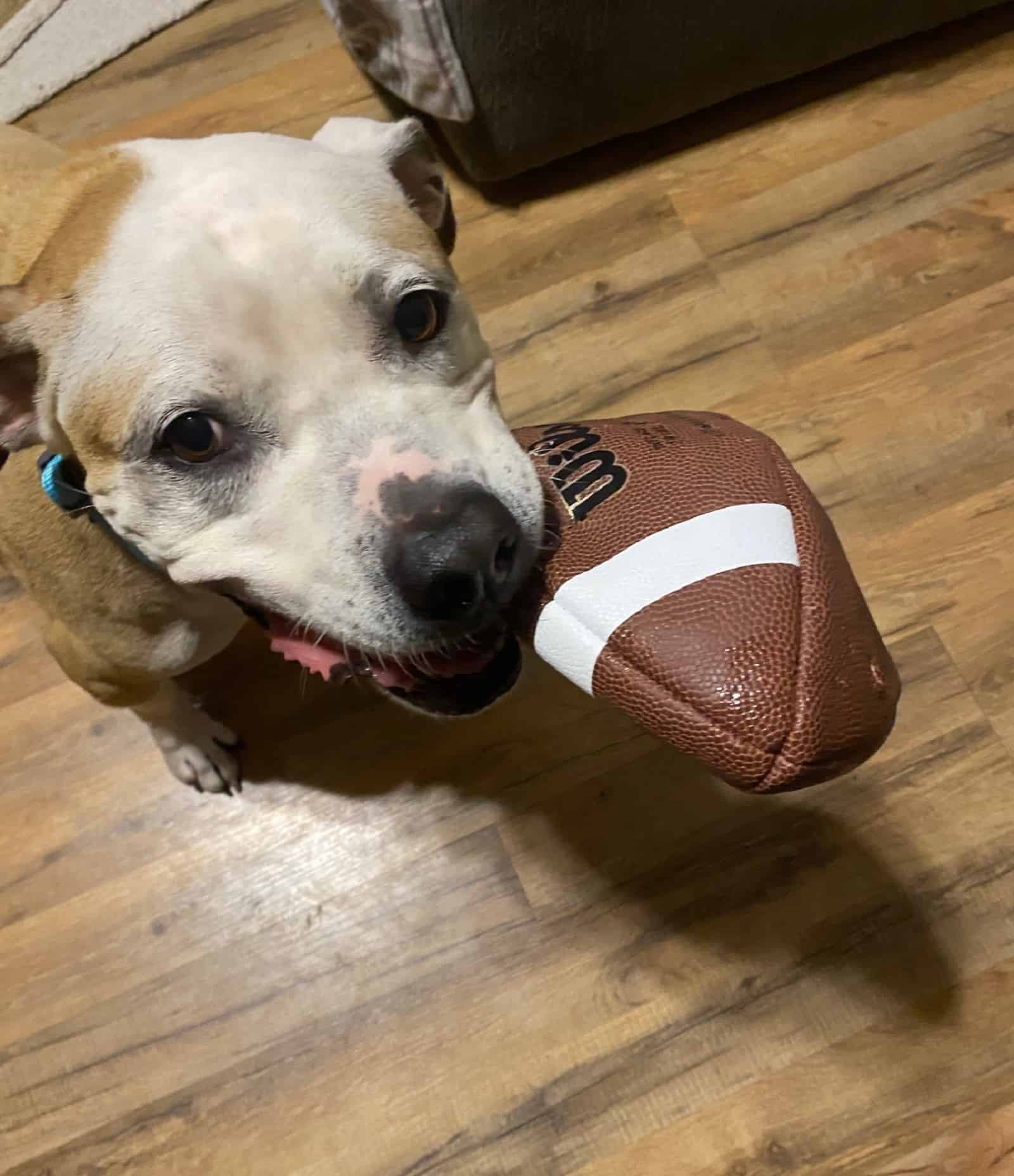 dog playing with a ball in house
