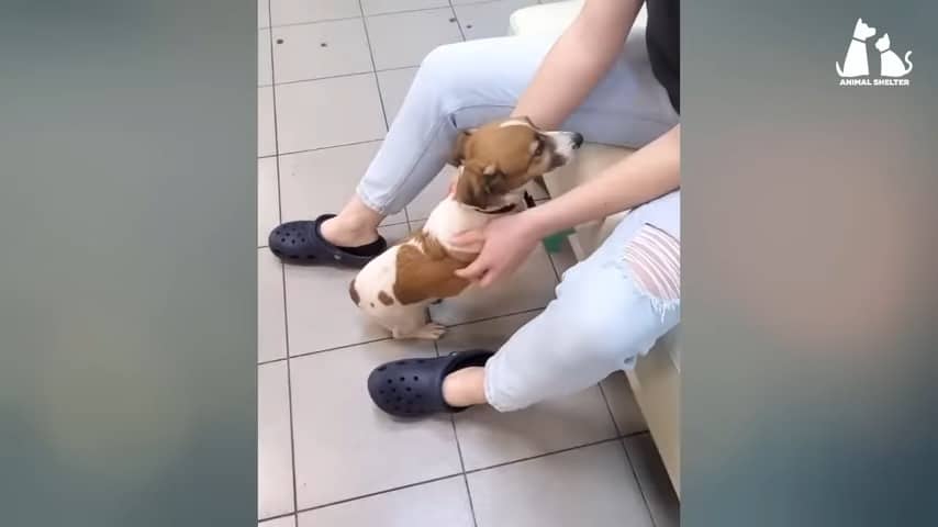 dog playing with man sitting on bench