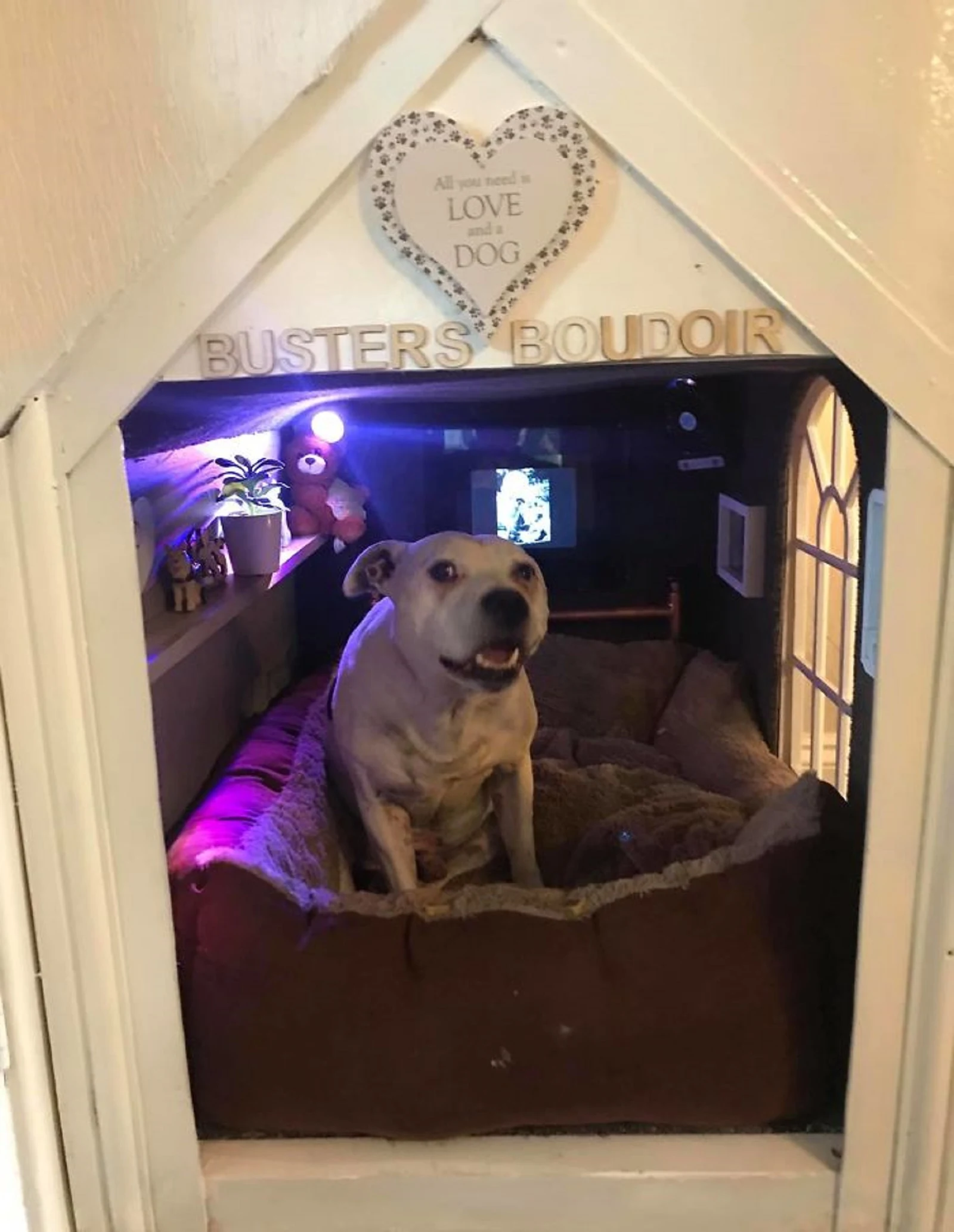 perro sentado en su cama en su mini casa
