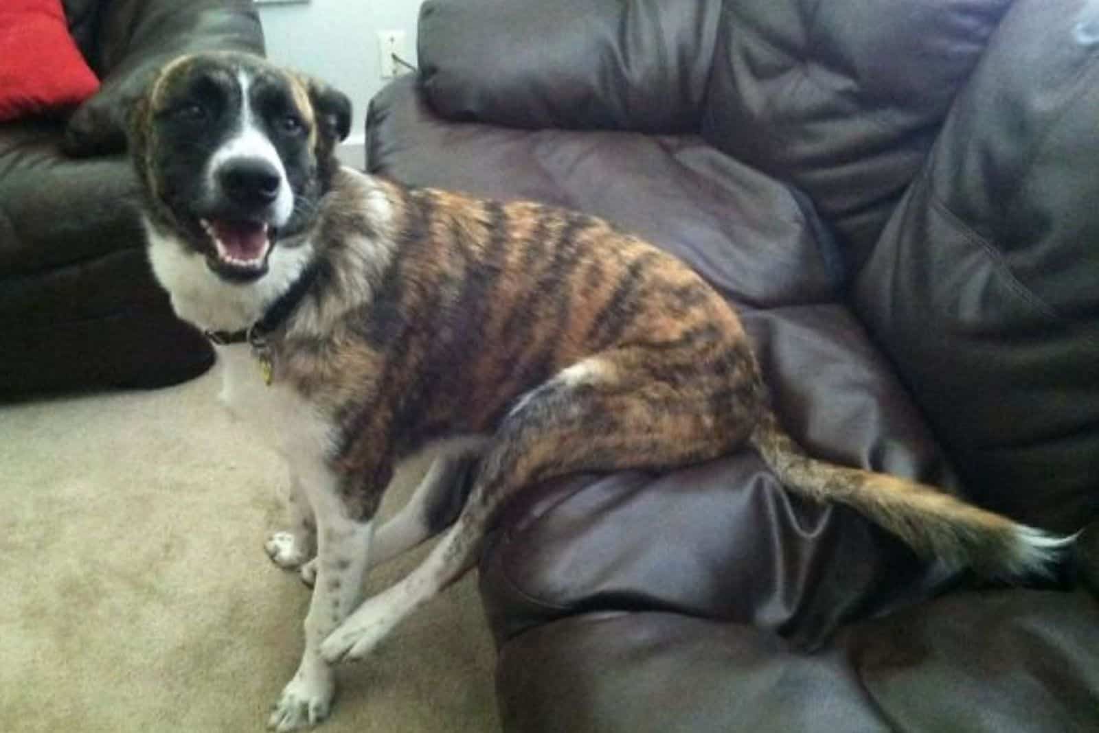 dog sitting on the couch as human