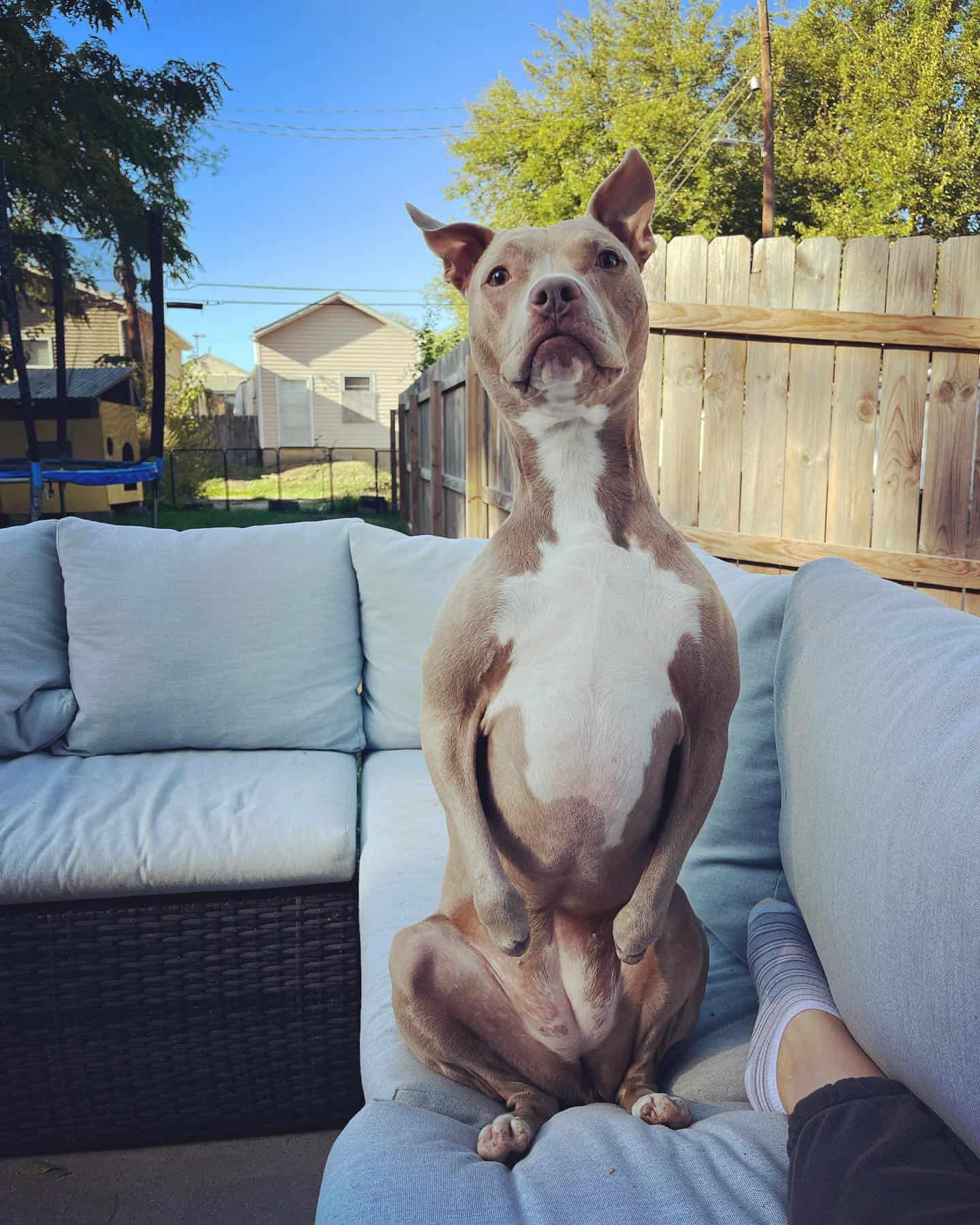 dog sitting on the outdoor couch